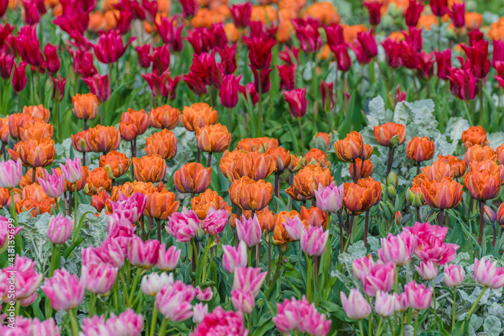 Field of beautiful tulips of different colors in the spring garden. Tulips in the spring bloom beautifully.