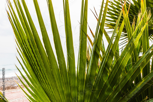 tall palm trees near Beldibi, Turkey