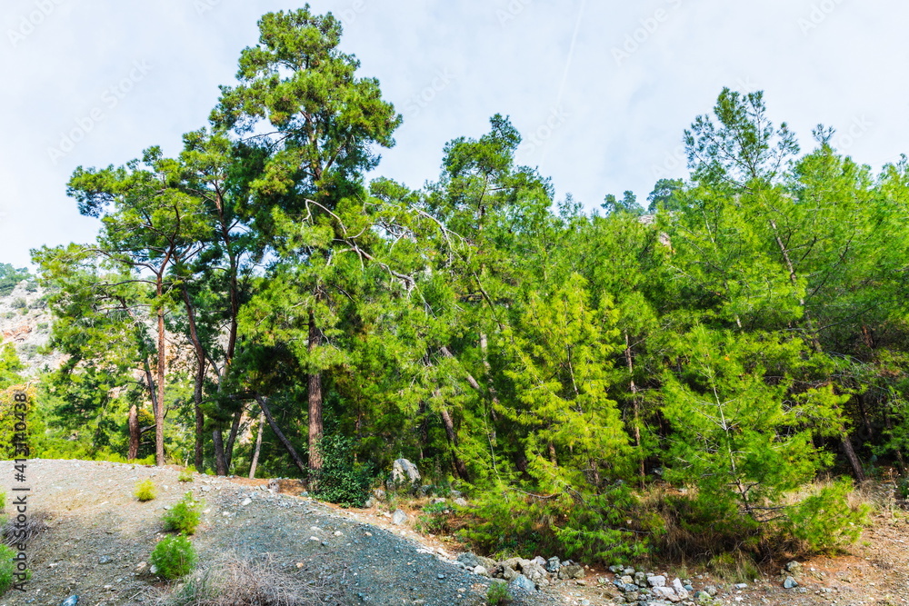  forested mountain on the Mediterranean coast in Antalya near Beldibi, Turkey