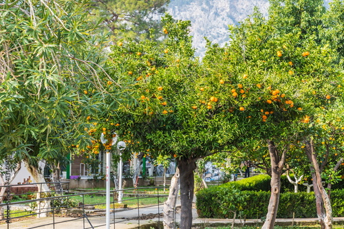 tangerine trees near Beldibi, Turkey