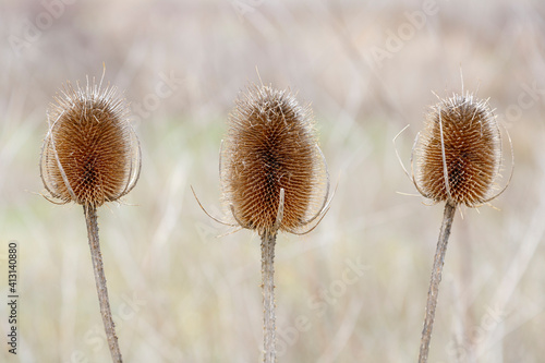 Dipsacus fullonum. Detail of the spiny and conical heads of the carders thistle. Wild teasel.