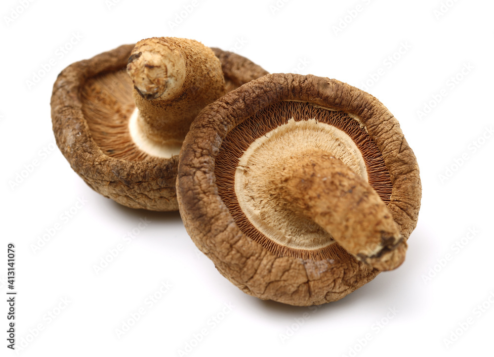 Dry Shiitake Mushroom on white background Dry Shiitake Mushroom on white background
