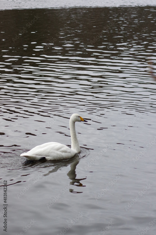 Obraz premium 厳しい寒さを避けて越冬で飛来地へと渡ってきた、美しい白い羽毛のオオハクチョウ