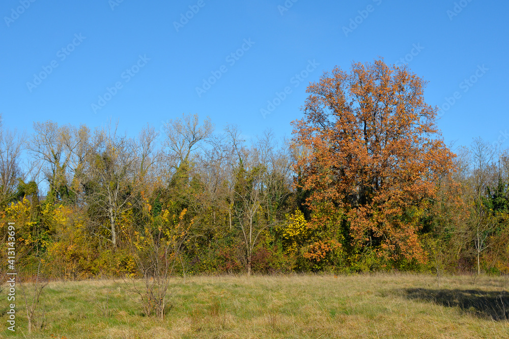 The autumn landscape in the fields near the village of Moimacco close to Cividale del Friuli, Udine Province, Friuli-Venezia Giulia, north east Italy
The autumn landscape in the fields near the village of Moimacco close to Cividale del Friuli, Udine Province, Friuli-Venezia Giulia, north east Italy