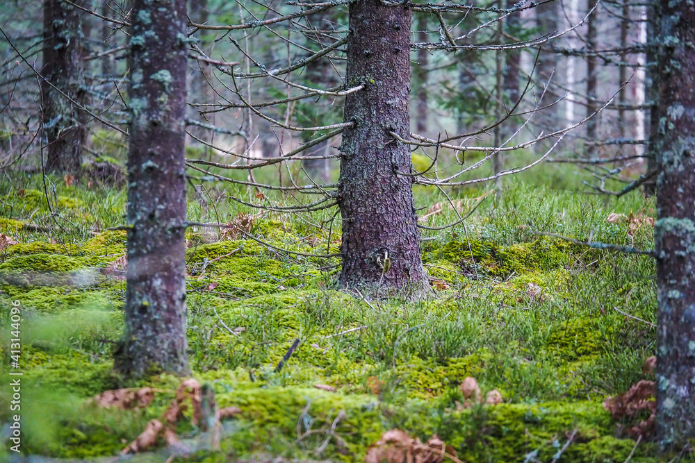 Autumnal new spruce forest with moss and some leaves on the ground. Forest management Autumnal new spruce forest with moss and some leaves on the ground. Forest management