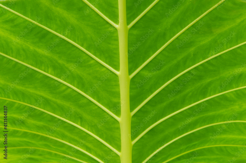 Nature green leaves on soft blur style texture background Nature green leaves on soft blur style texture background