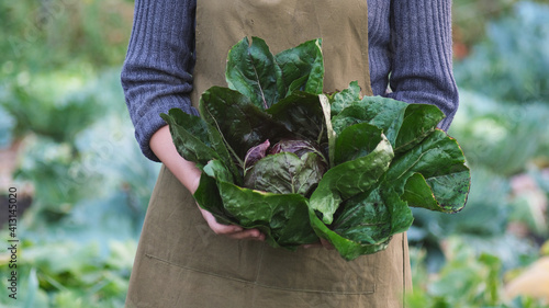 Homegrown red organic radicchio, open air.