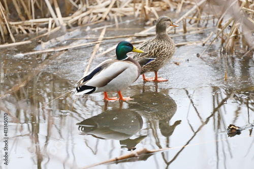 Male and female mallard ducks walk on ice in a lake