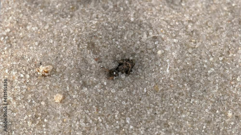 Insect larva Myrmeleon formicarius or common antlion, family Myrmeleontidae, order Neuroptera. Predator, buries itself in the sand, making a funnel and waits for prey Insect larva Myrmeleon formicarius or common antlion, family Myrmeleontidae, order Neuroptera. Predator, buries itself in the sand, making a funnel and waits for prey