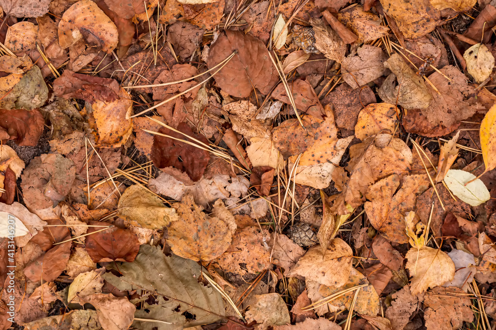 fall brown leaves and pine needles season background, autumn nature texture of a ground, fallen leaf backdrop
