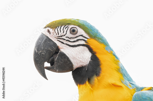 A macaw parrot on white background