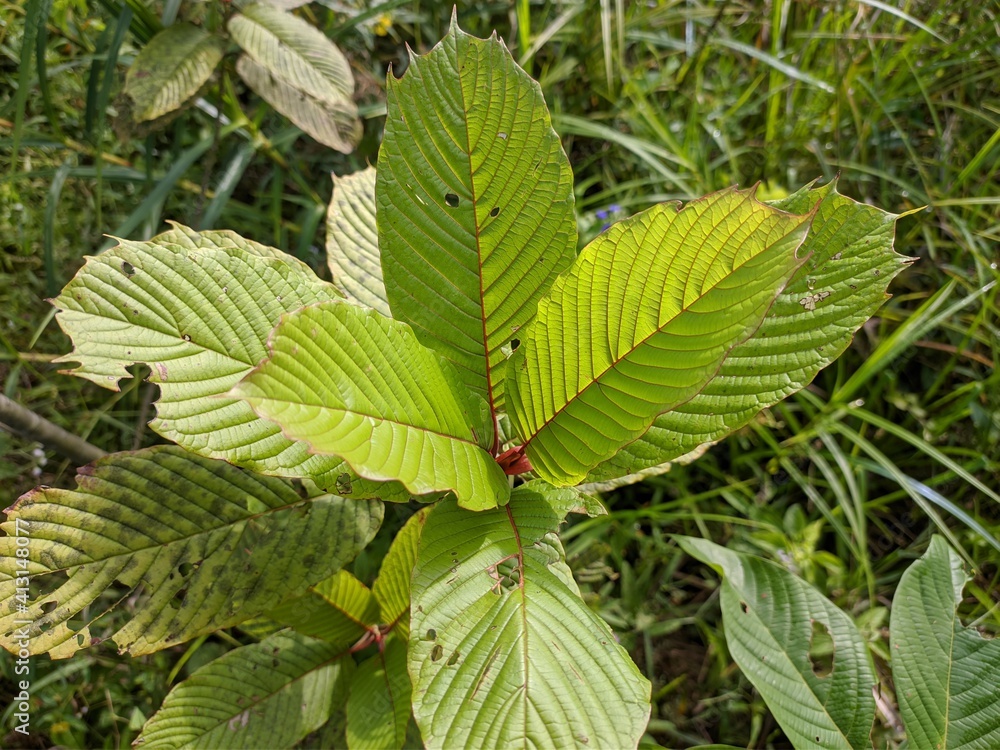 Kratom plants (Mitragyna speciosa) grows wild in tropical nature Borneo Kratom plants (Mitragyna speciosa) grows wild in tropical nature Borneo