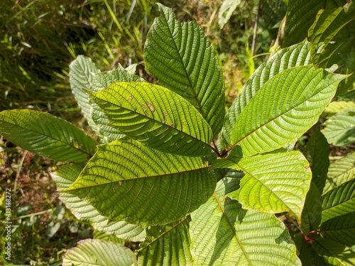 Kratom plants (Mitragyna speciosa) grows wild in tropical nature Borneo