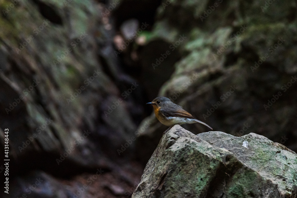 Pin-striped Tit Babbler perched on a rock. Pin-striped Tit Babbler perched on a rock.