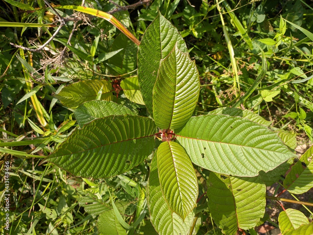Kratom plants (Mitragyna speciosa) grows wild in tropical nature Borneo Kratom plants (Mitragyna speciosa) grows wild in tropical nature Borneo