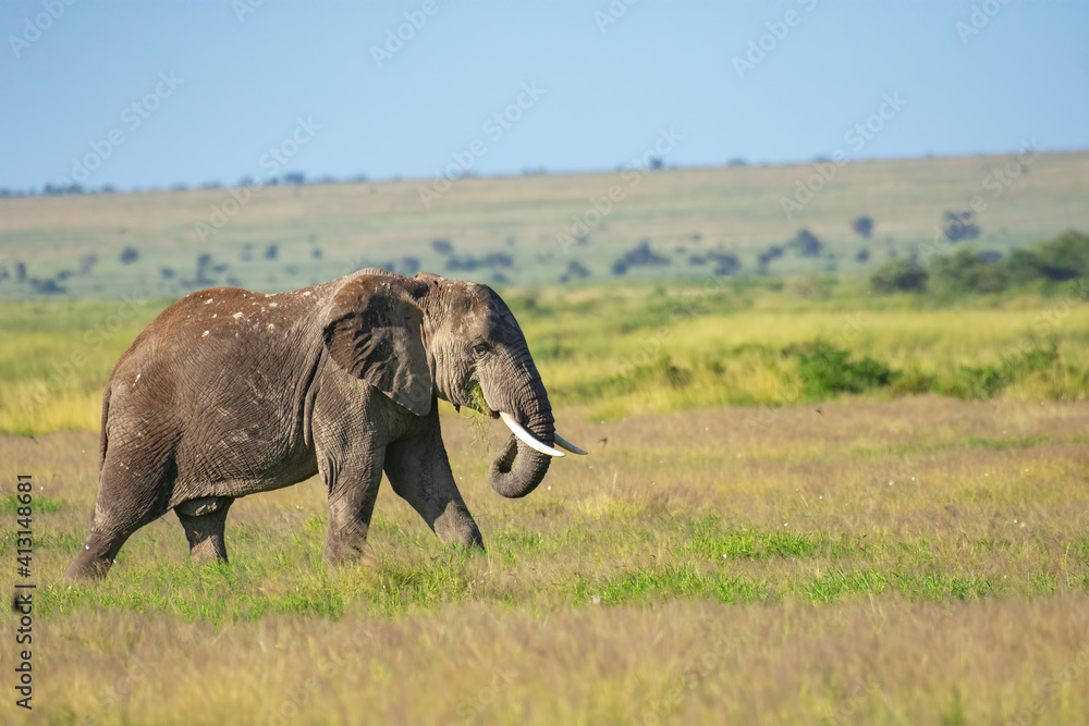 Fototapeta premium Elephants on a hot sunny day at masai mara game reserve, kenya