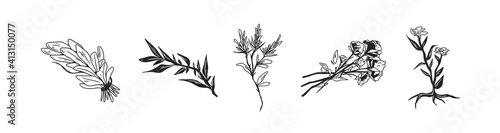 Black and white floral set of flowers, plants with leaves and herbs. Collection of hand-drawn floristic elements. Botanical monochrome vector illustration isolated on white background