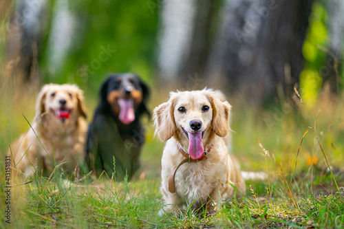 Three cute dogs are sitting on grass. Blurred background. Domestic pets in garden. Dogs look at camera attentively.