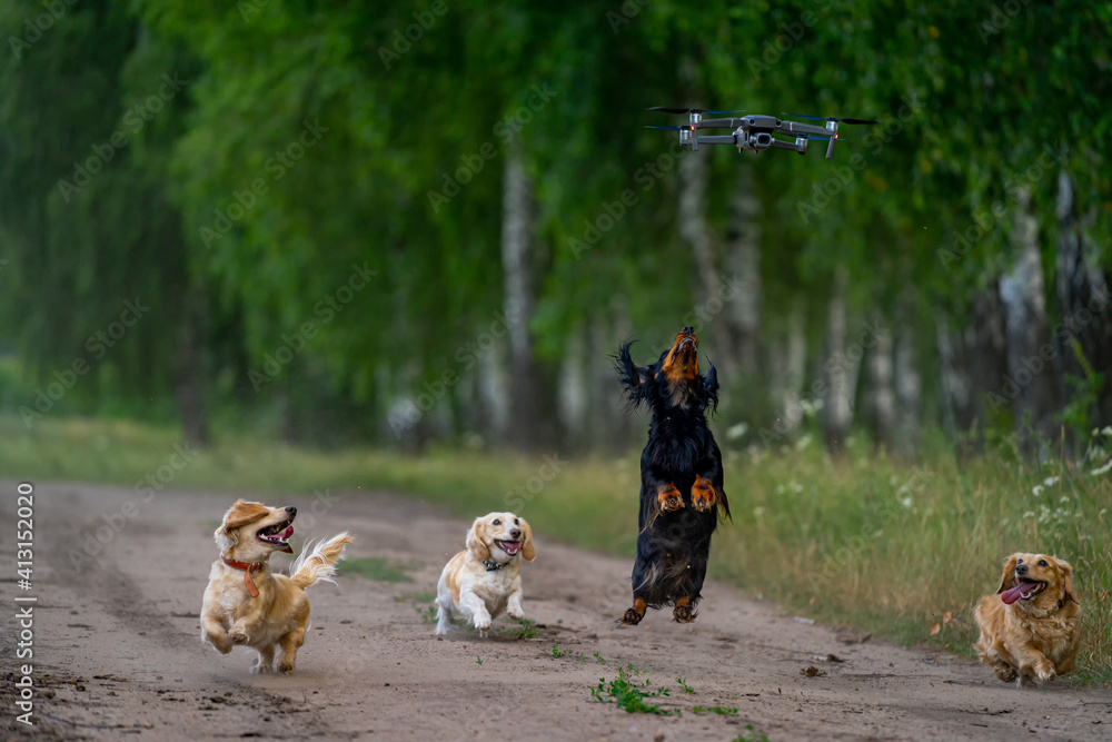 Fluffy puppies outside. Dogs run and jump to catch a flyinfg drone. Happy day with domestic animals in a park.