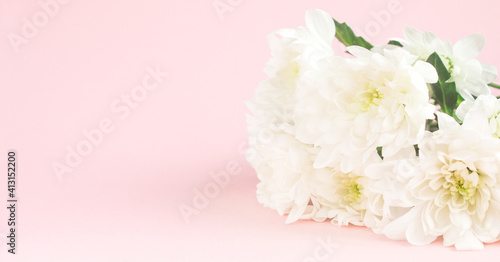 White chrysanthemums on pink background. Card for Valentines, Mom, Women's day and 8 March. Copy space, mock up, banner.