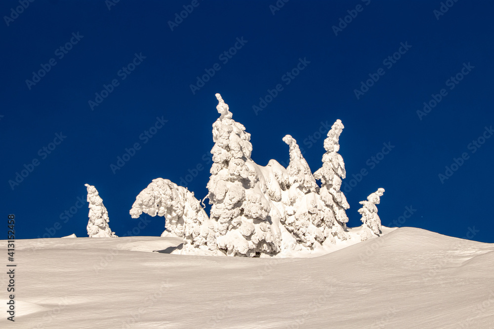 Spruce trees covered with snow in the mountains	