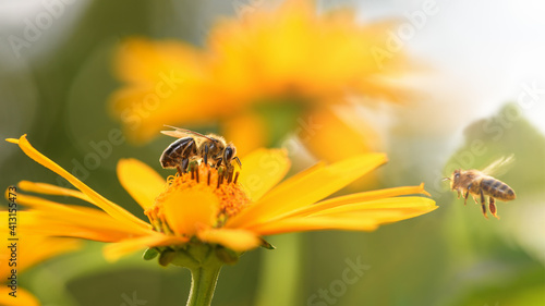 .Bee and flower. Close up of a large striped bee collects honey on a yellow flower on a Sunny bright day. Macro horizontal photography. Summer and spring backgrounds