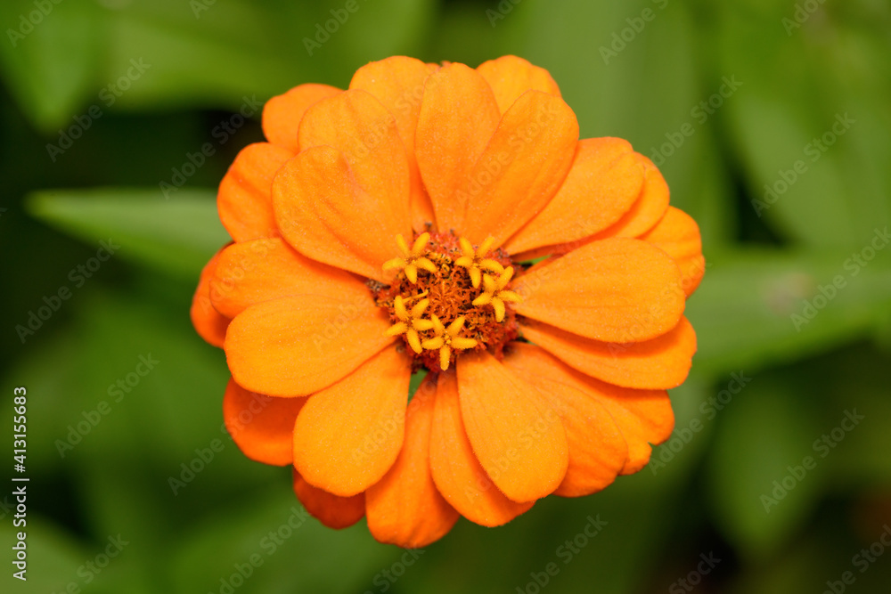 Bright orange zinnia flower in the garden, top view . Macro horizontal photo Bright orange zinnia flower in the garden, top view . Macro horizontal photo