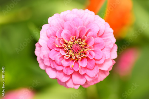 Bright pink zinnia flower in the garden, top view . Macro horizontal photo