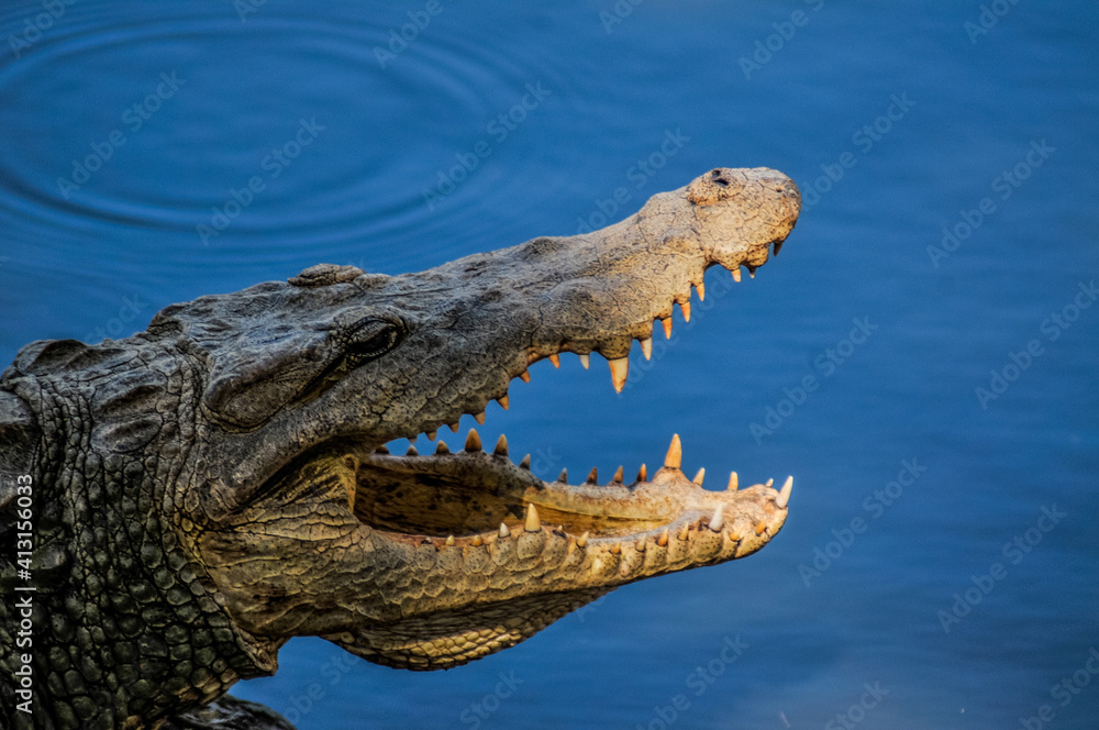 Obraz premium crocodile in the river