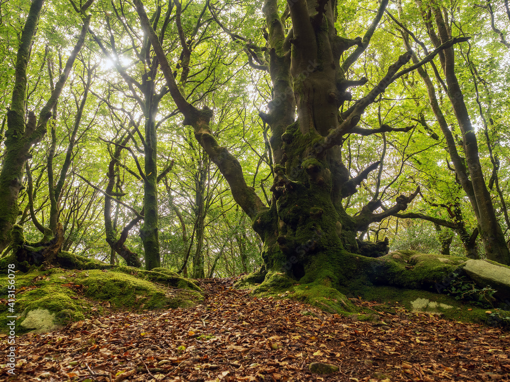 Fototapeta premium Trees in Barna woods park, Galway city. Nobody, nature scene. Green tree trunks with moss.