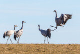 Dancing cranes on the field