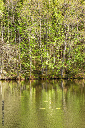 Deciduous forest at the waters edge