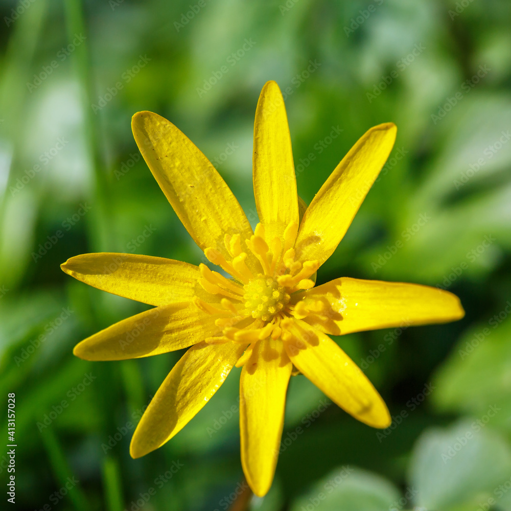 Close up at a Pilewort early spring flower Close up at a Pilewort early spring flower