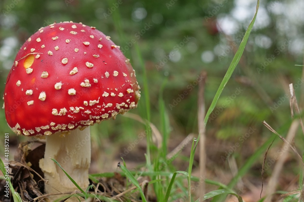 Poisonous inedible toadstool, with far and wide conspicuous red, white spotted hat , it is spherical or hemispherical closed, often convexly curved, with densely standing white warts and scales Poisonous inedible toadstool, with far and wide conspicuous red, white spotted hat , it is spherical or hemispherical closed, often convexly curved, with densely standing white warts and scales