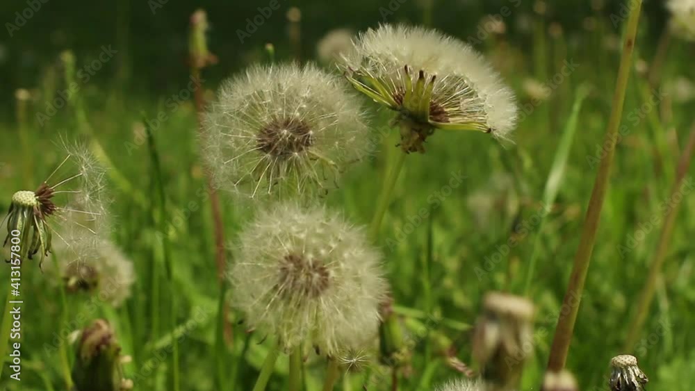 Fluffy white dandelion heads in the wind. Fluffy white dandelion heads in the wind.