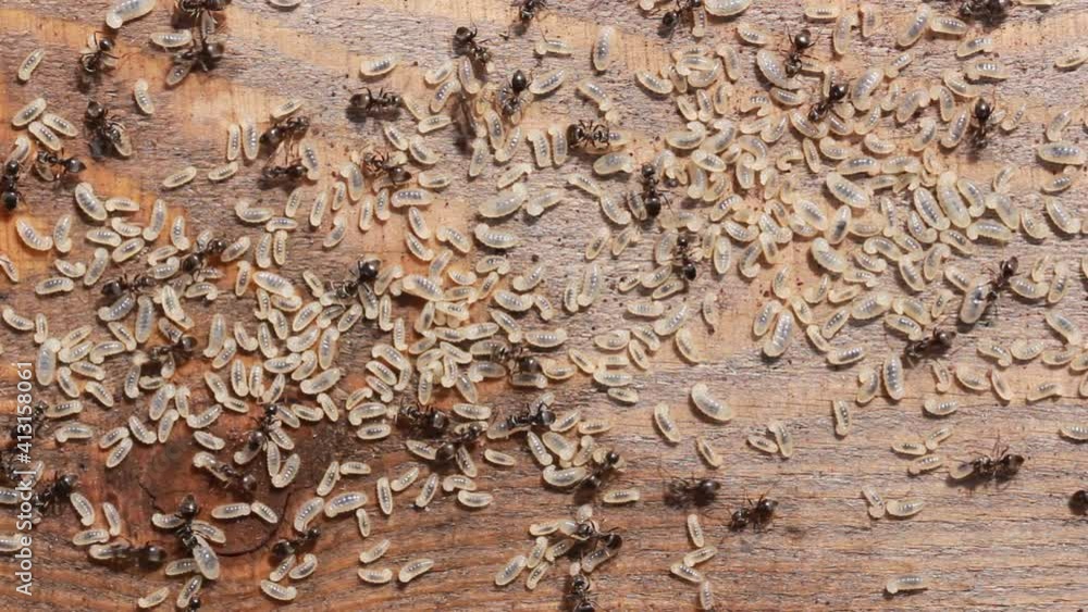 Ants larvae on a wooden surface. Eggs of ants on flat wood close up. Black small ants save their embryos. Reproduction of insects. The colony of ants rescues and takes the larvae to the shelter. Ants larvae on a wooden surface. Eggs of ants on flat wood close up. Black small ants save their embryos. Reproduction of insects. The colony of ants rescues and takes the larvae to the shelter.