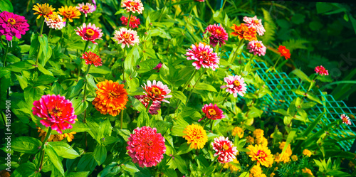 Many colorful zinnia flowers blooming in garden. Lush arrangement of flowers. Floriculture.