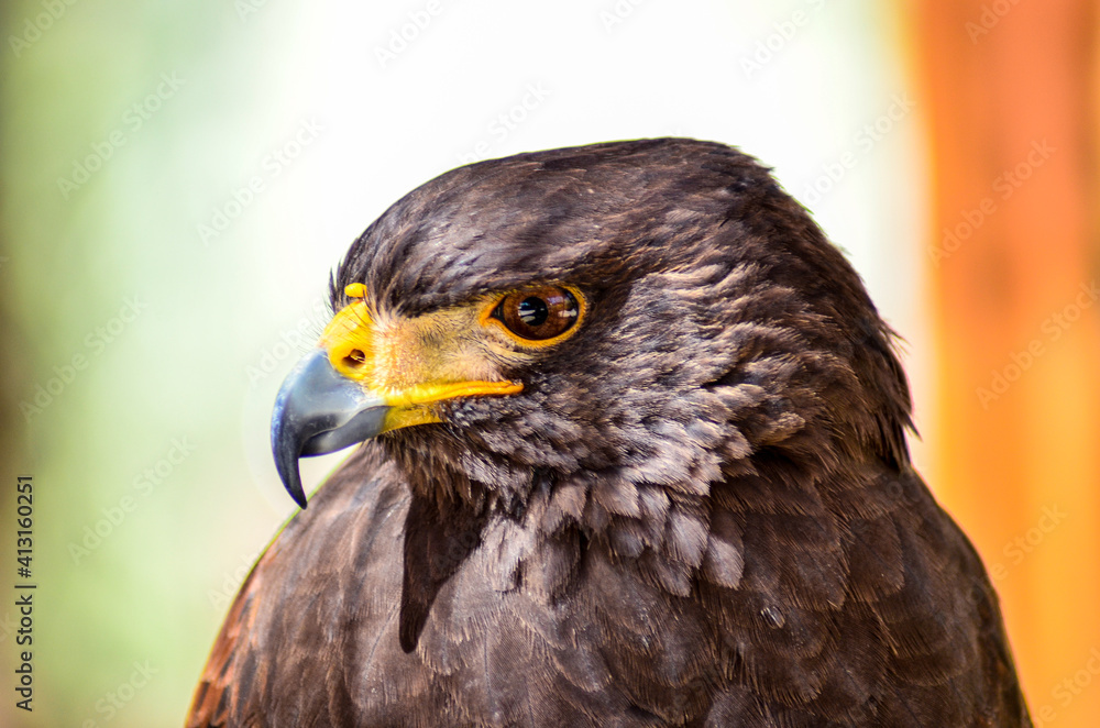 close up of an eagle close up of an eagle