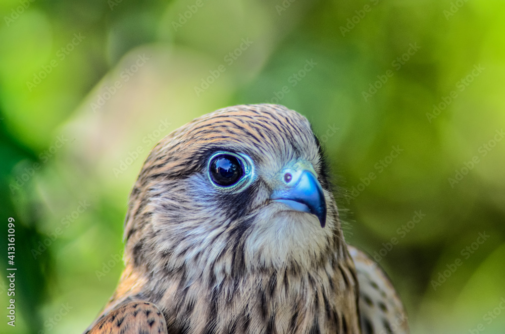 near a kestrel