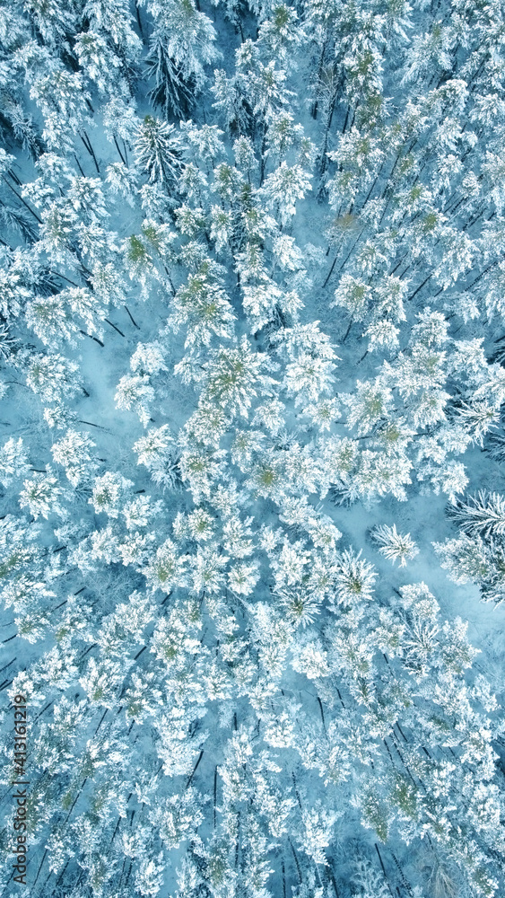 Fototapeta premium Top view of beautiful blue winter forest and treetops for texture and background