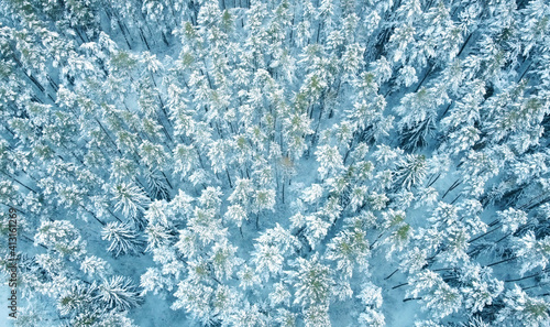 Top view of beautiful blue winter forest and treetops for texture and background