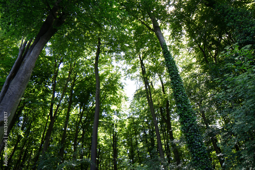 Fototapeta premium baumberge_06