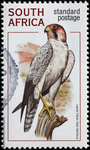 Lanner falcon on south african postage stamp photo