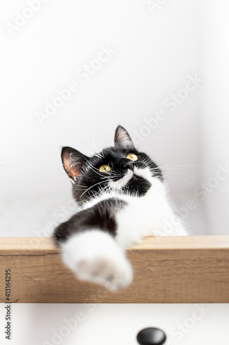 Close up portrait of gorgeous black cat with white mustache and chest, bottom view. A playful black and white kitten lies on the dresser. Cat's paw. Pet Day, World Cat Day. Copy space, vertical.