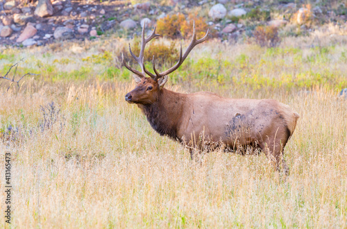 Elk