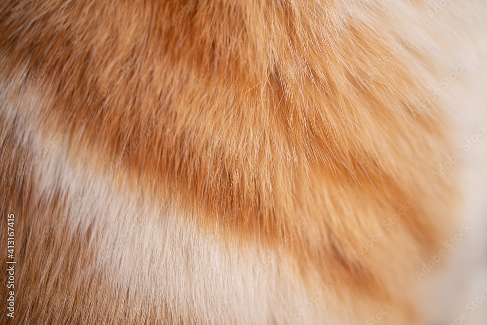 猫の毛 茶白 猫の毛 茶白