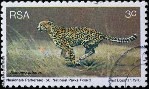 Cheetah on sout african postage stamp