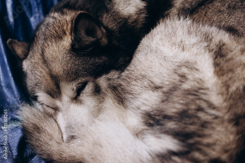 dog alaskan malamute sweetly sleeping curled up, animal close-up portrait