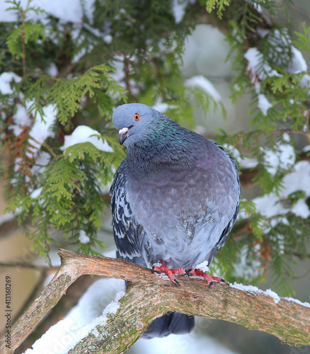 wild pigeon in a funny pose sits on a high branch