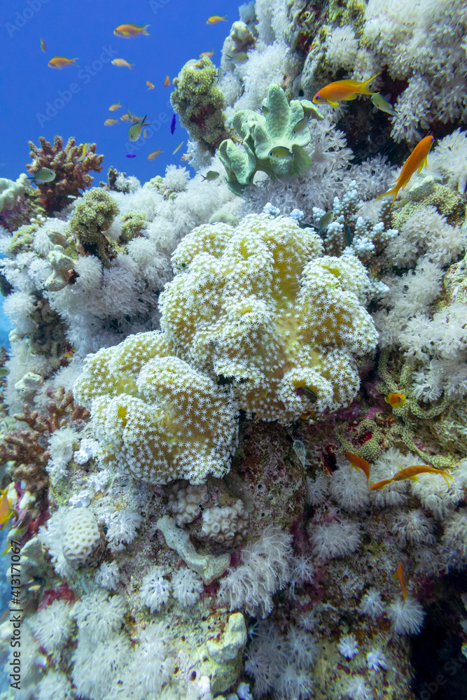 Obraz premium Colorful coral reef at the bottom of tropical sea, sarcophyton leather coral, underwater landscape